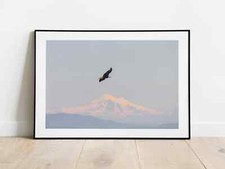 Listing image for Canadian Bald Eagle Print | Mount Baker Washington wall art, Wildlife Artwork