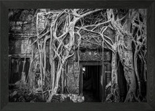 Listing image for Ta Prohm Framed Wall Art Poster Canvas Print Picture