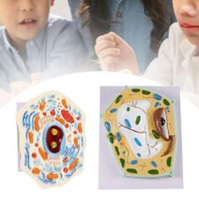 Listing image for Cell Model Clearly Stem Kit Cell Equipment View Major Organelles Display