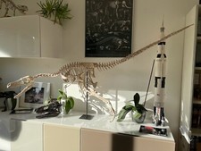 Listing image for 3d printed Velociraptor skeleton model dinosaur 1:1