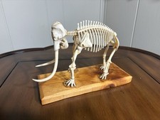 Listing image for 1986 Vintage Battat Prehistoric Mammoth Skeleton Model with Customized Mount
