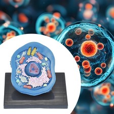 Listing image for Cell Anatomy Model Anatomical Model Stem Kits, Experimental Model ,Teaching