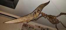 Listing image for 3d printed Pteranodon, flying reptile pterosaur skeleton model dinosaur 1:3