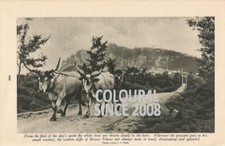 Listing image for SAN MARINO MOUNT TITANO CATTLE MAN ROAD C 1920 PHOTO ILLUSTRATION PRINT